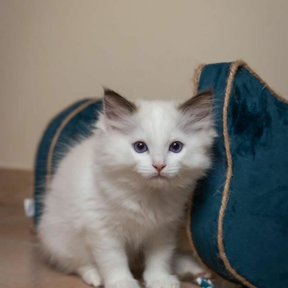 V5H646FA2F8D553A0E098FA8DAB482784F0R6669443P5