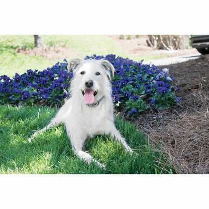 V5HED64785AF067A08268284CB13A6FA40DR5763546P6