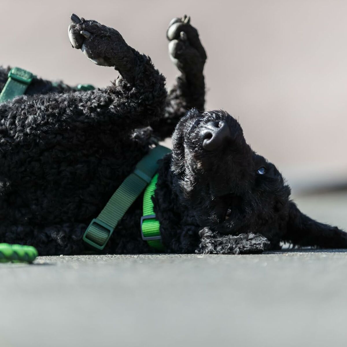 V7HB2D1390541F8DD22F2778DA8F92F4549R5329956P6