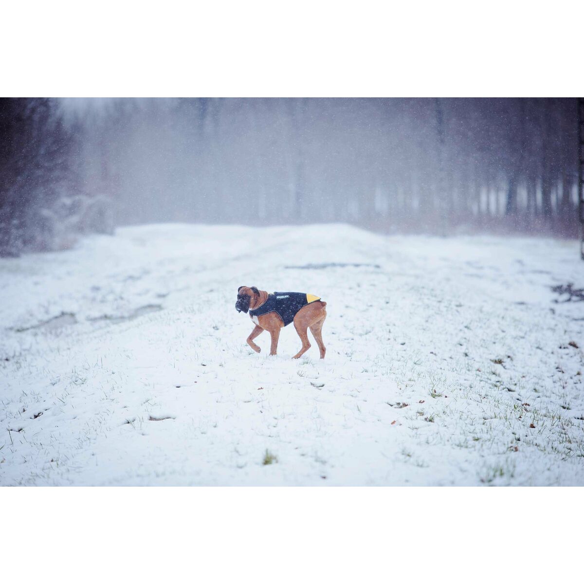 V6H4022C0BBEF08A5F2EFD3802D81FC5343R7445350P2