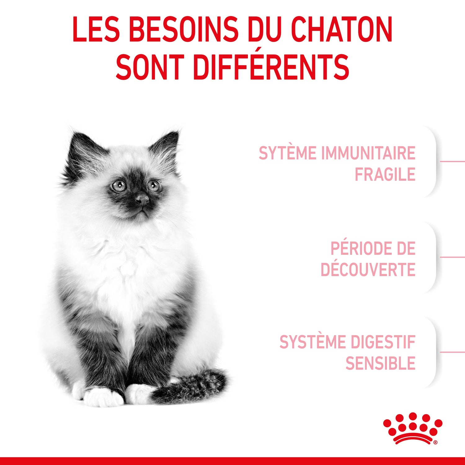 Royal Canin Kitten pour chaton